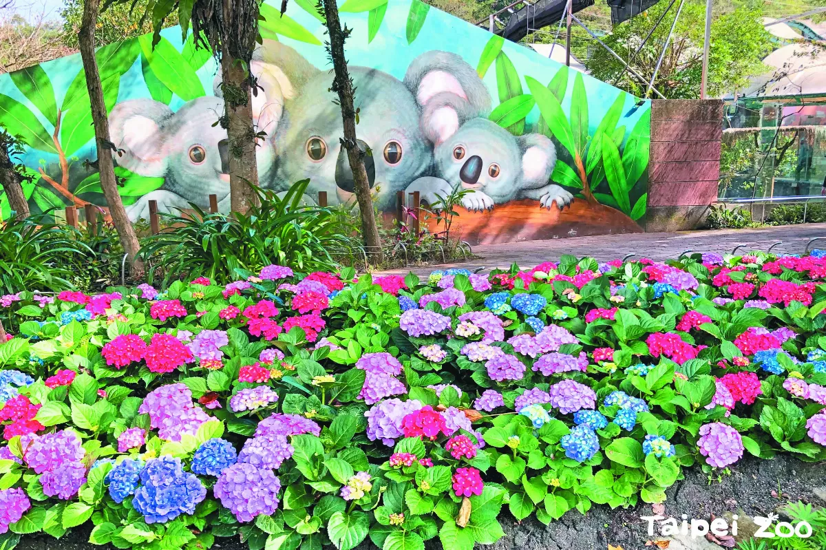 繡球花步道 點綴台北動物園
