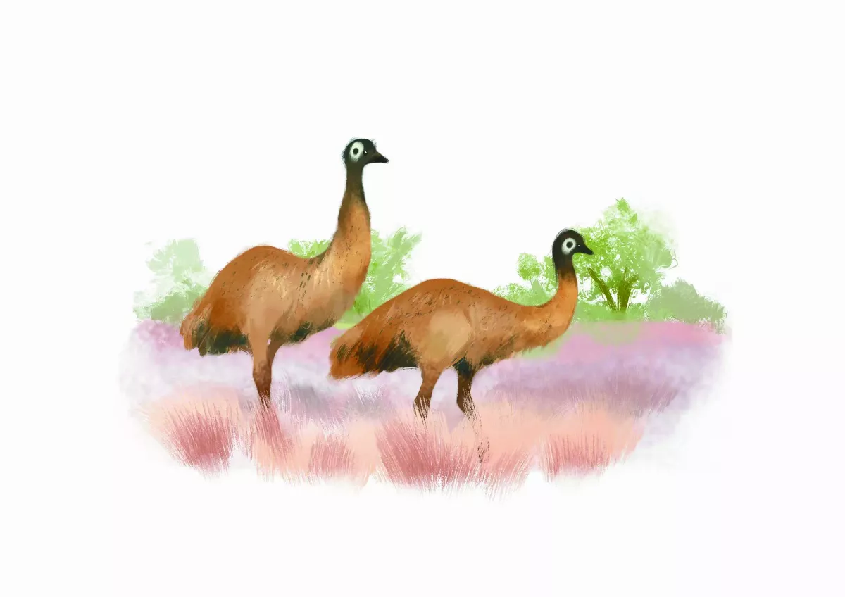 【趣味動物園】不會飛的大鳥——鴯鶓