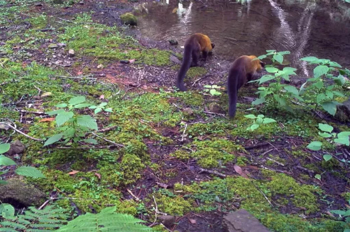生態自動相機大驚奇   保育動物生活全都錄