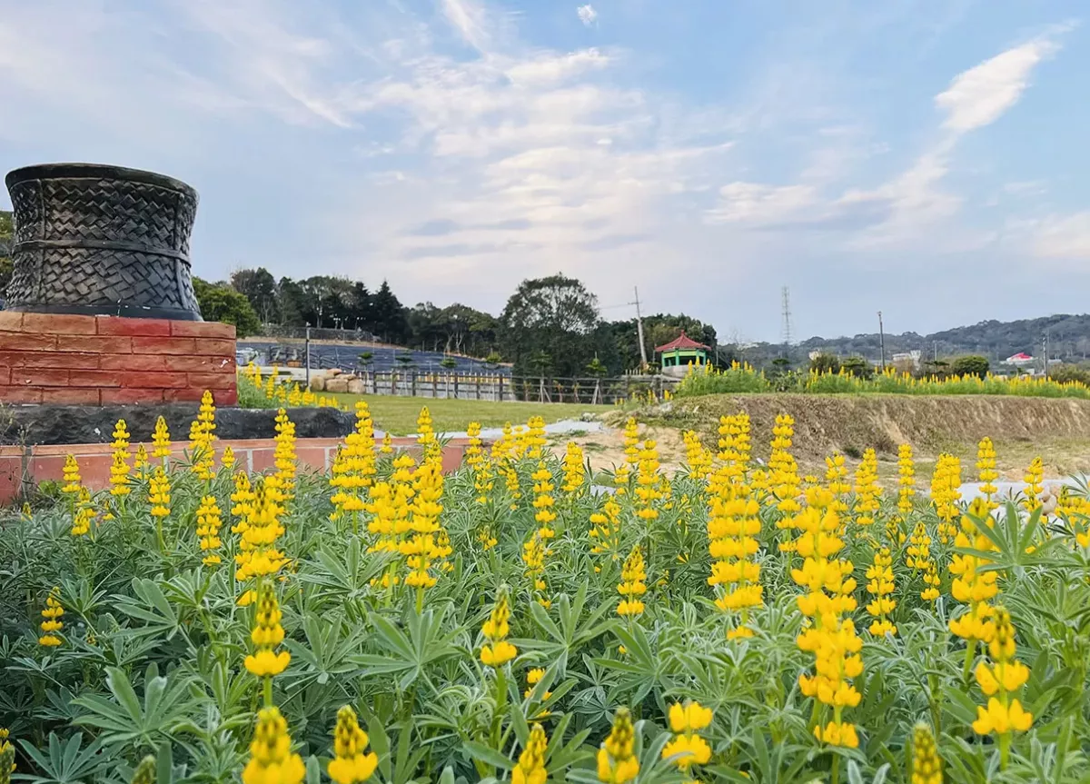 桃園魯冰花季24日登場 交管停車看這裡