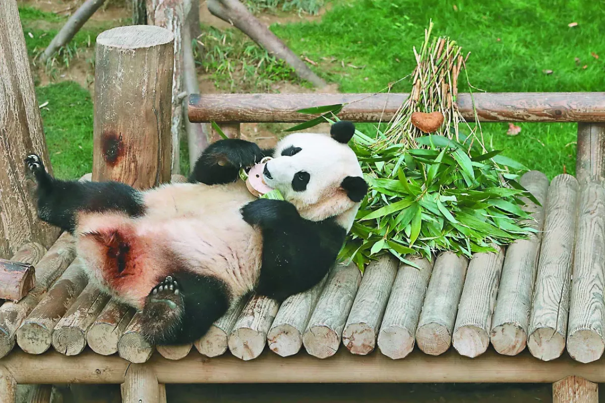 旅韓貓熊將返陸