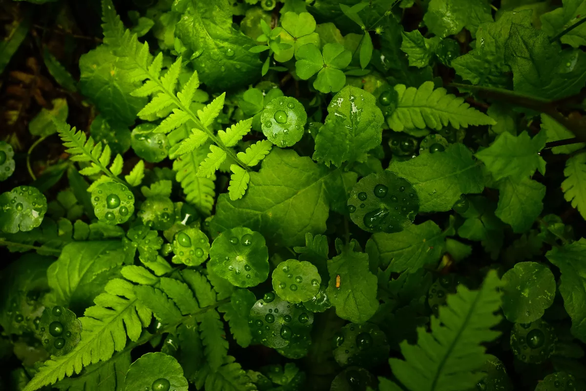 為地球永續淨零   巴西透過土地利用找解方