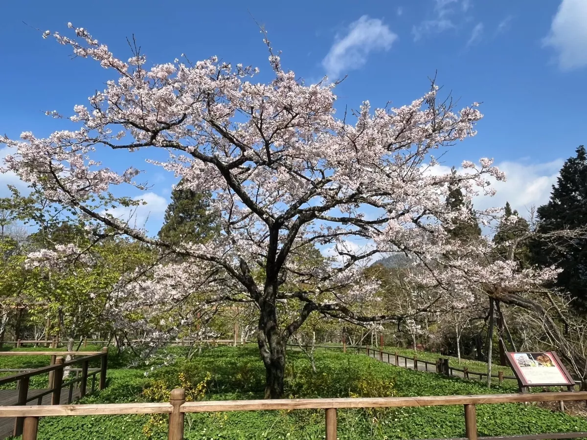 阿里山櫻花滿開 花季3月10日登場