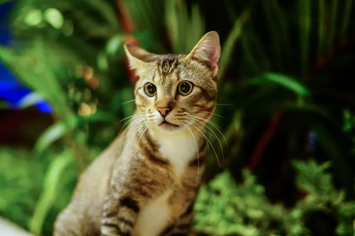 偏鄉巡迴犬貓絕育列車來了  知名賣場協辦13場認養會