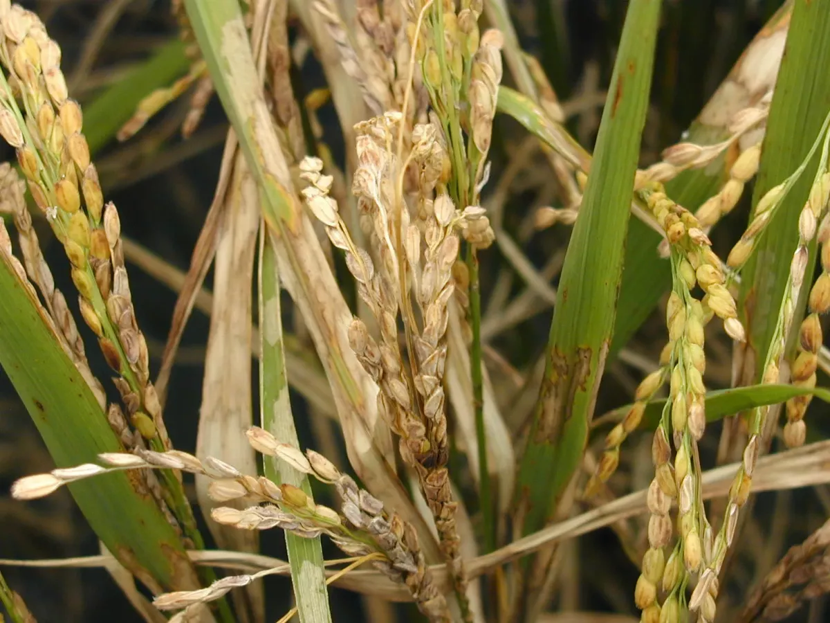 乍暖還寒滋長稻熱病 專家籲及時防治