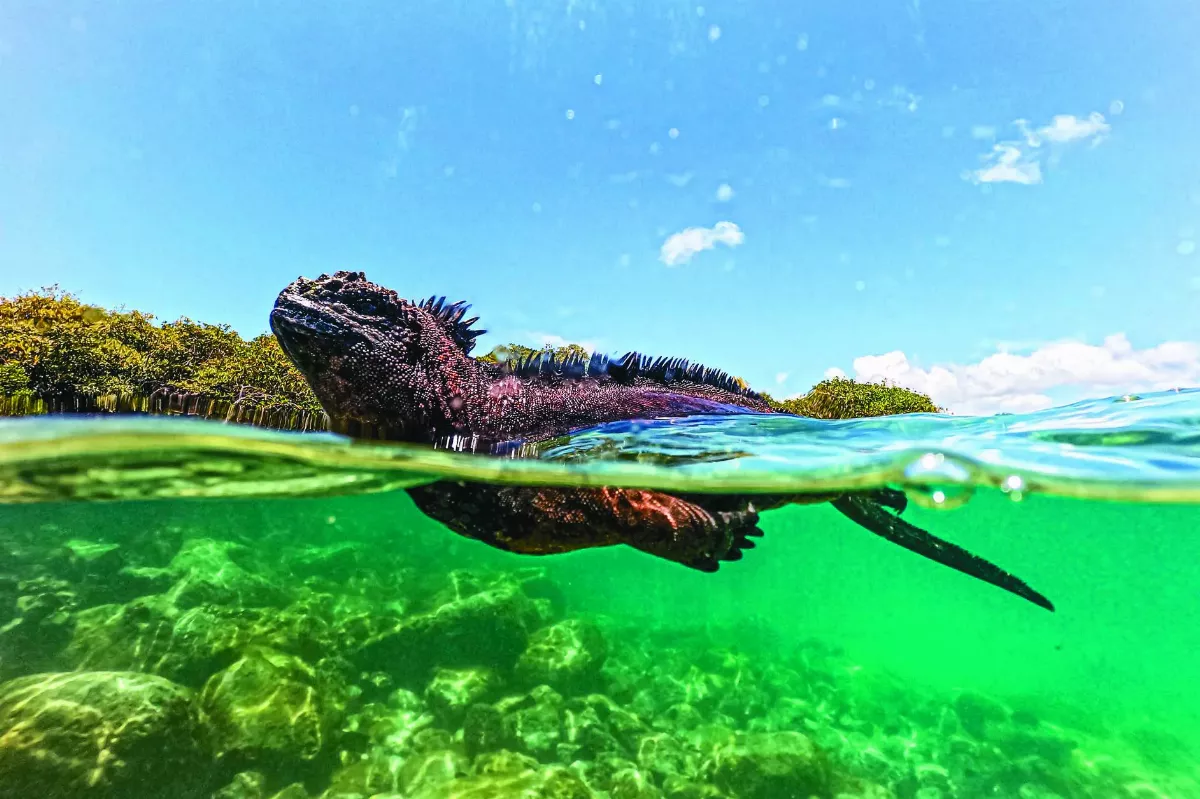 海鬛蜥 徜徉海中