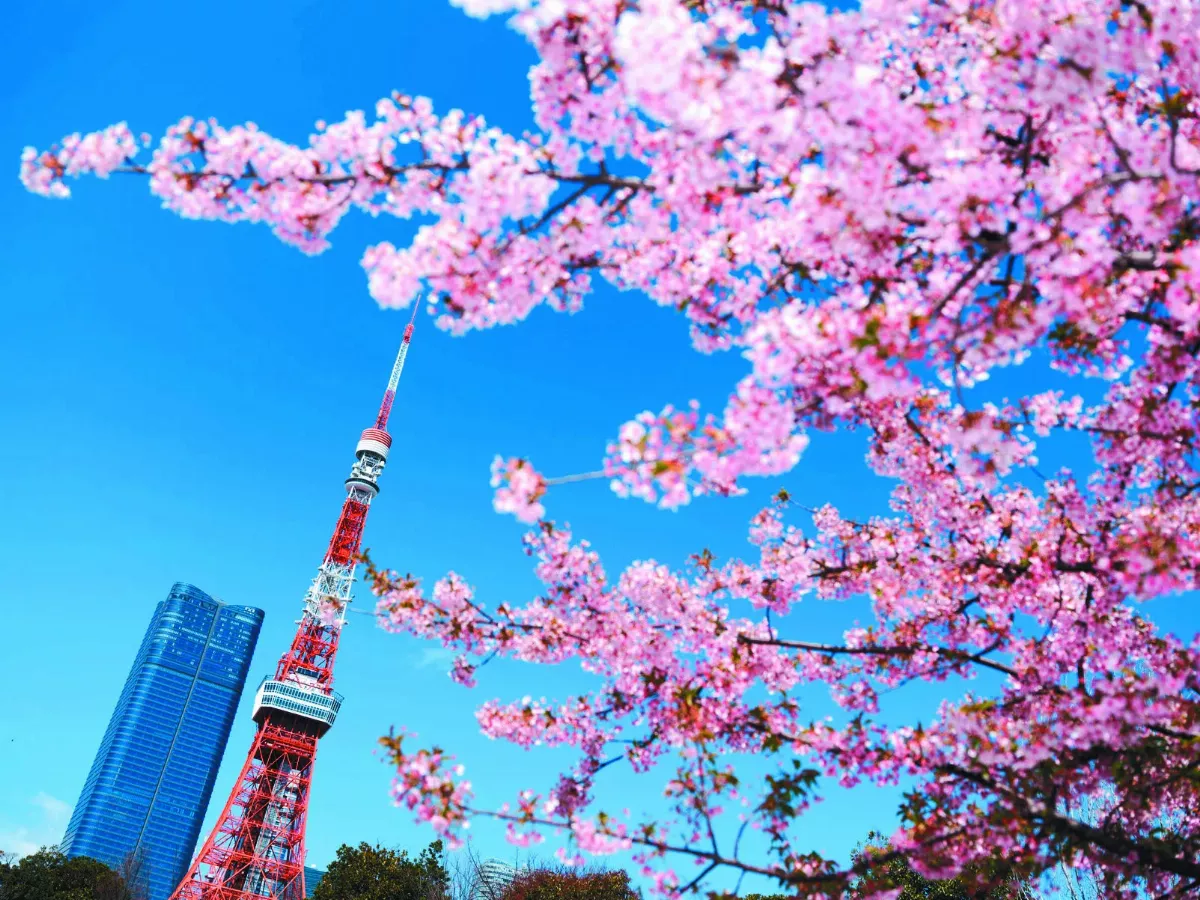東京櫻花開了