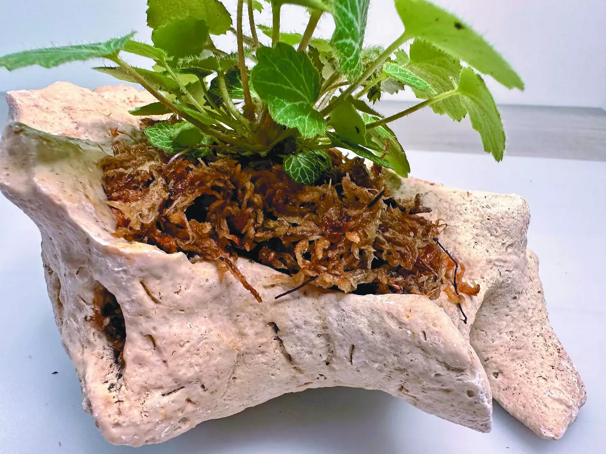 【愛植栽】山野萌草──虎耳草