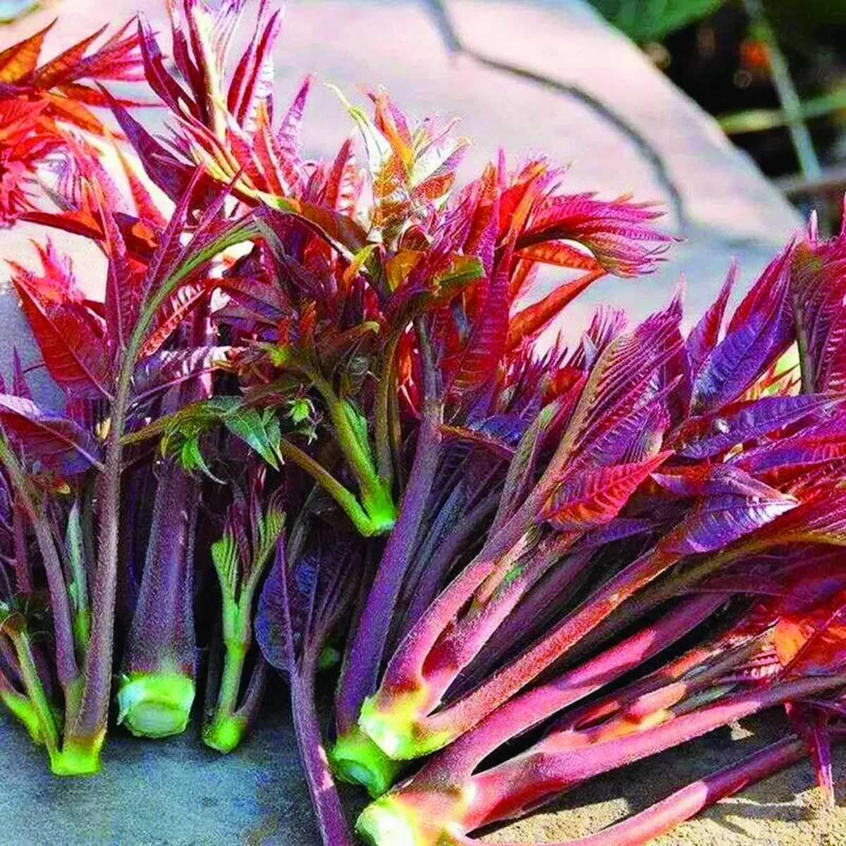 風味獨特  香椿 樹上的蔬菜