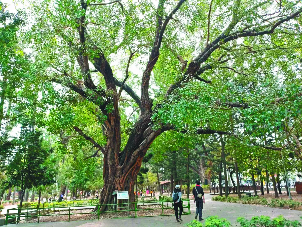107歲台南公園 老樹陷踩踏危機