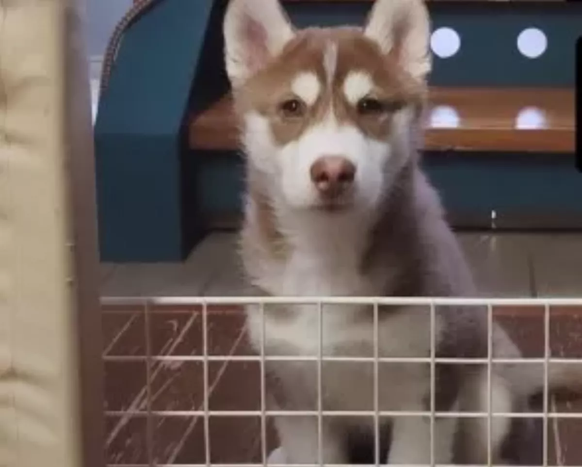 就是聽話乖汪   小時被教不能「跨柵欄」長大仍守規矩