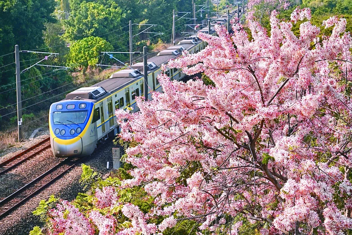 伴列車同行 高雄花旗木盛開