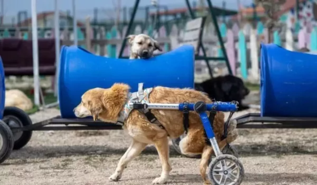 收容所打造毛孩列車 殘疾狗狗也能上街兜風