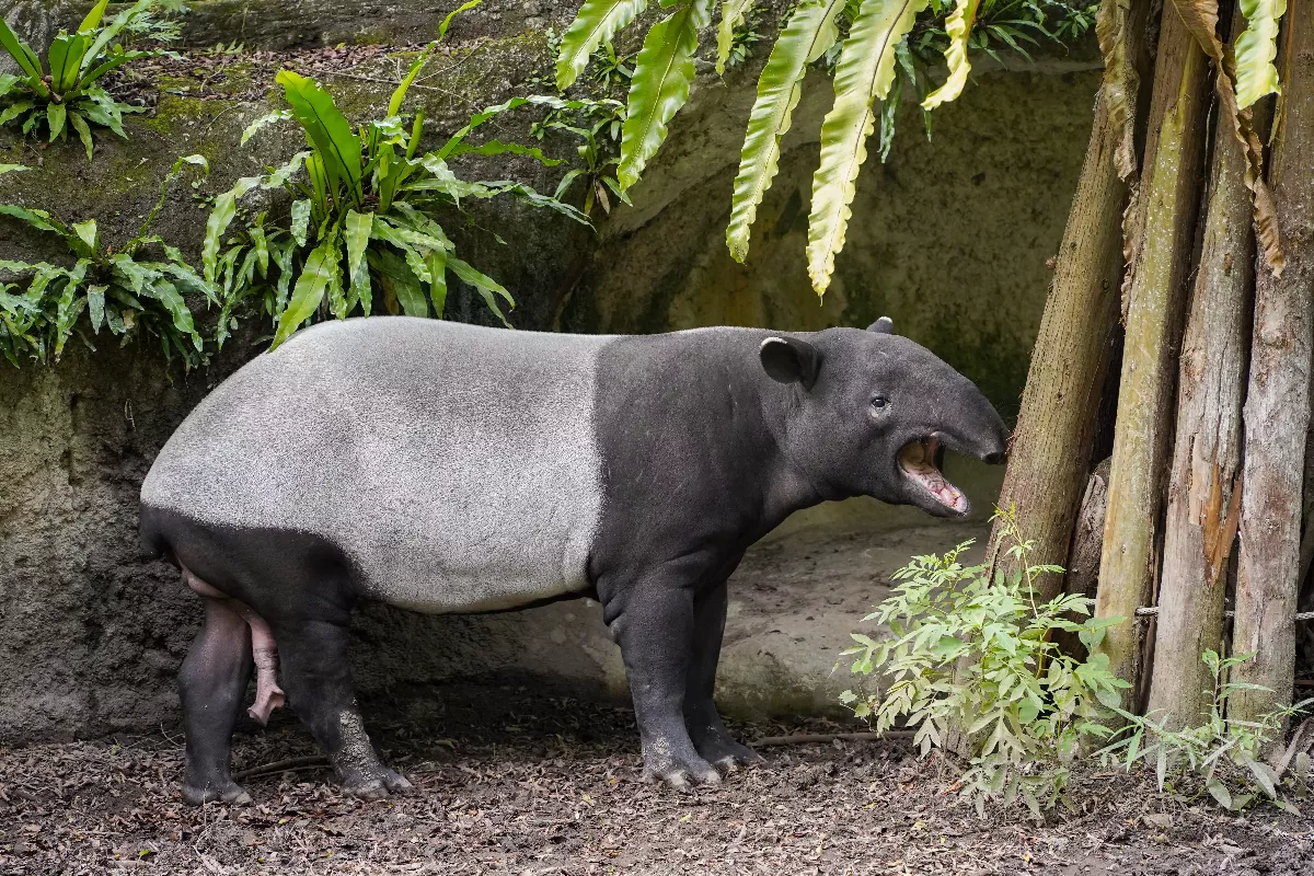 台北動物園貘豆出任務 將與日本馬來貘建立家族