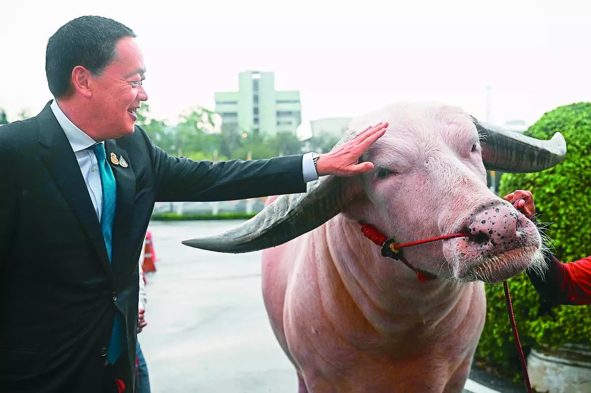 知名水牛 總理來摸頭