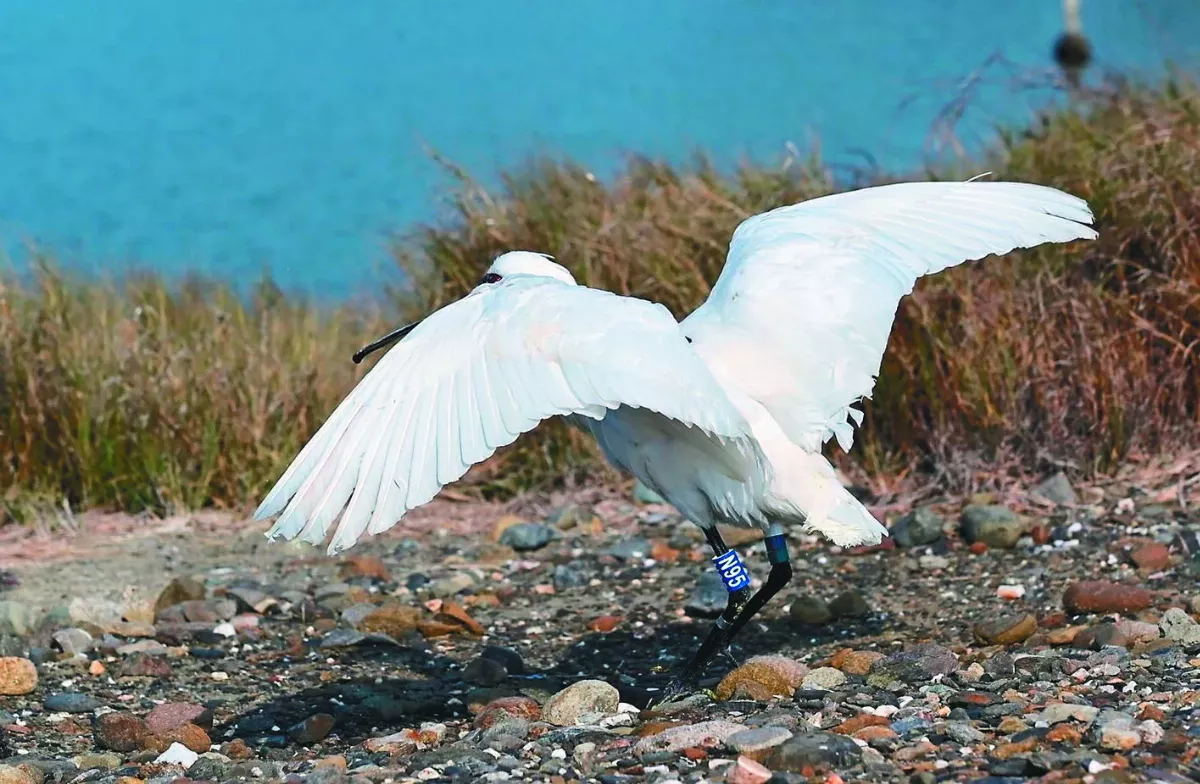 嘉縣守護黑琵  5年救援13隻