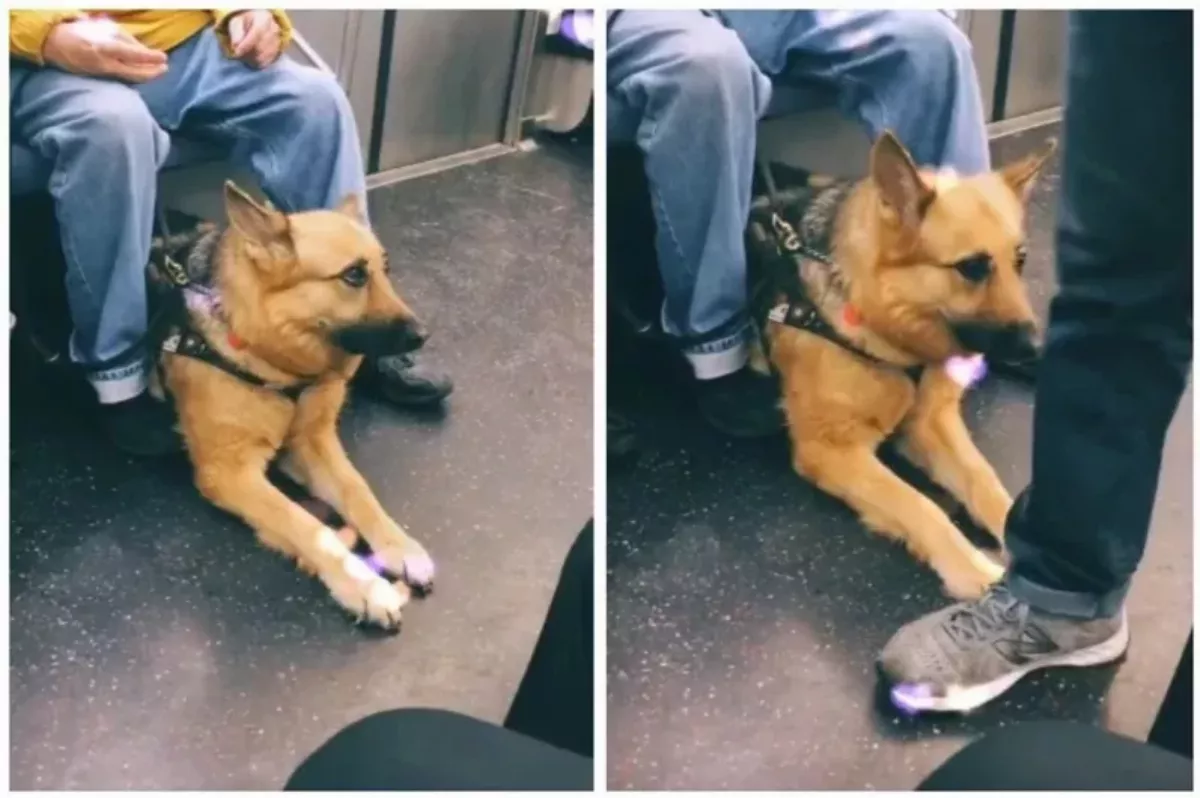 導盲犬挨踩一腳 忍痛堅守飼主身邊