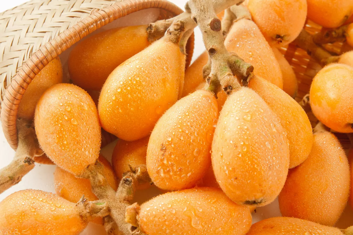 枇杷冷知識 這樣挑選最好吃