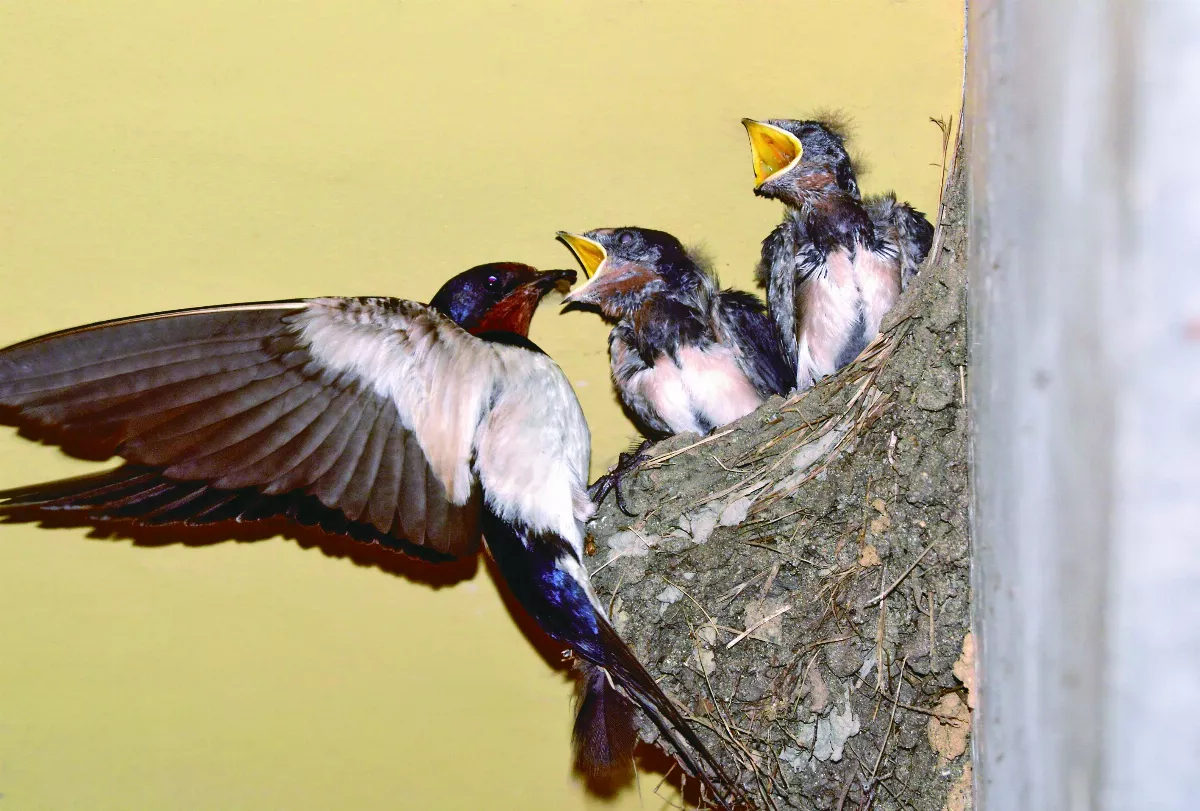 燕子專挑富貴門？