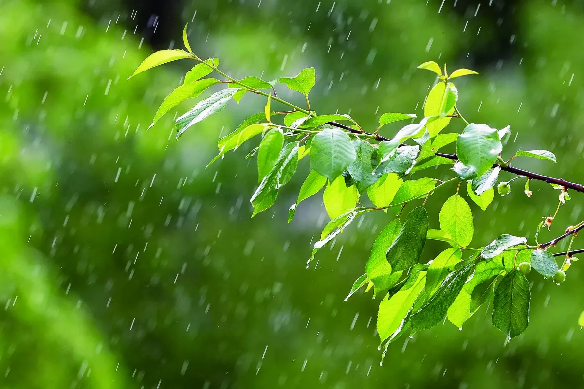 雨日