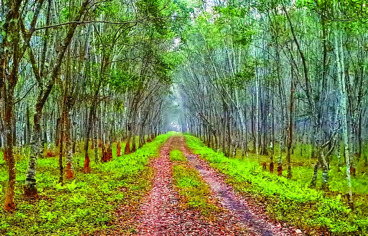 埔里也有龍貓隧道