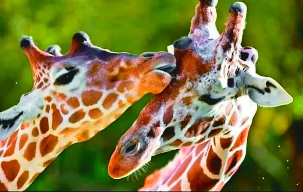 鏡頭捕捉動物親情 展現愛與關懷