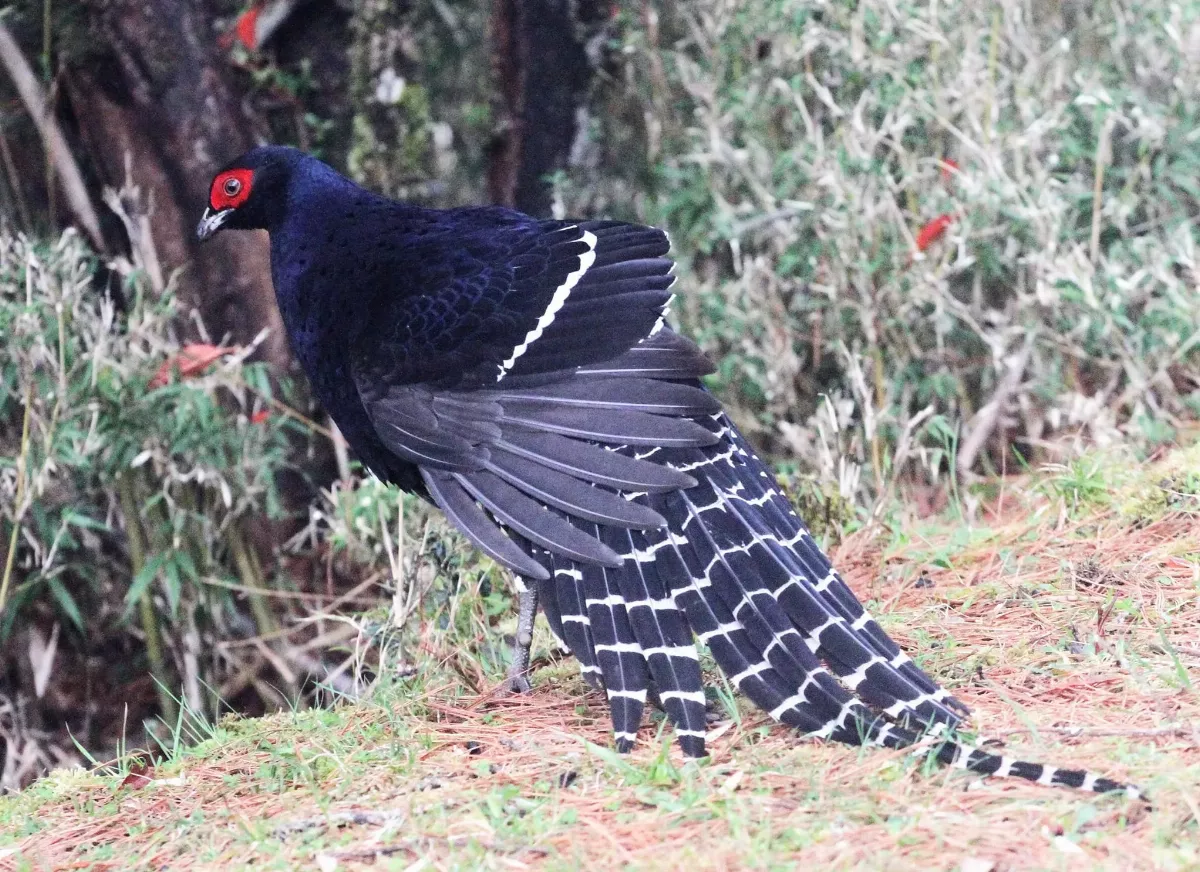 全球17山區暖化嚴重 衝擊高山生態特有種