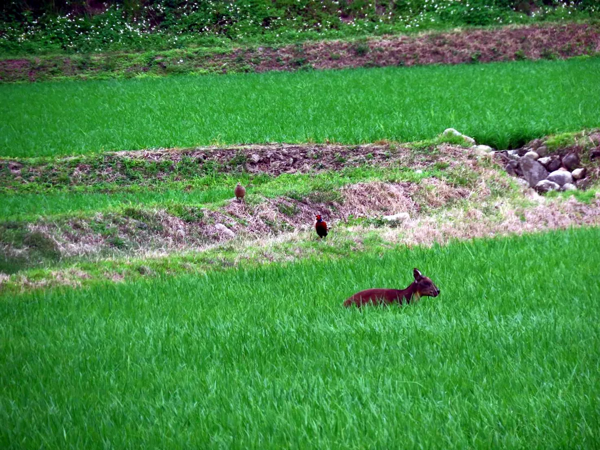 罕見長鬃山羊下山！首次現蹤稻田自在遊樂