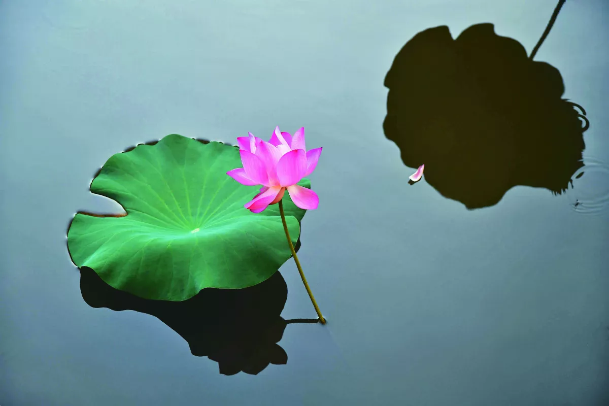 【遇見荷】 等待的顏色