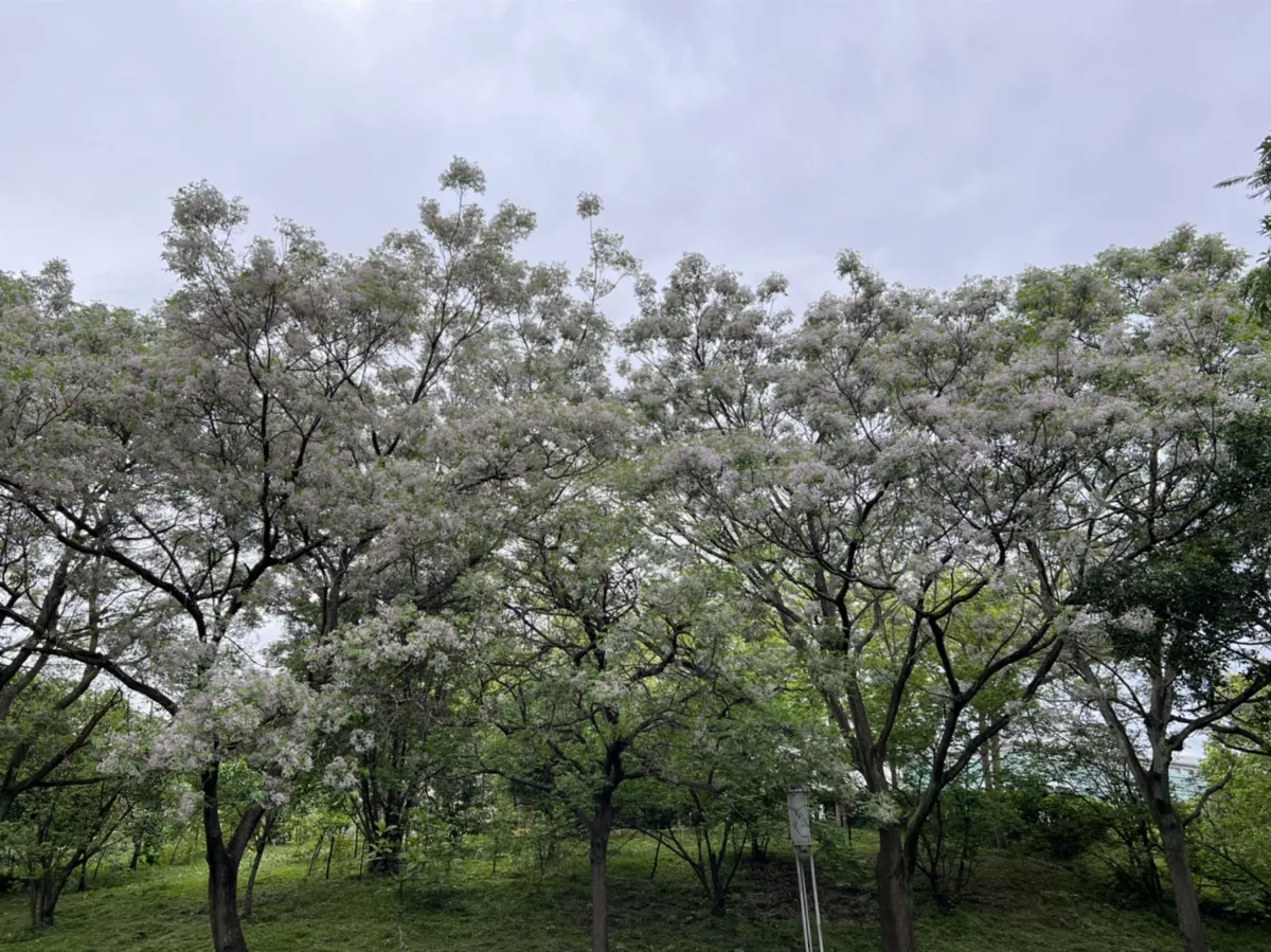 春季苦楝綻放 新北這2處可觀賞