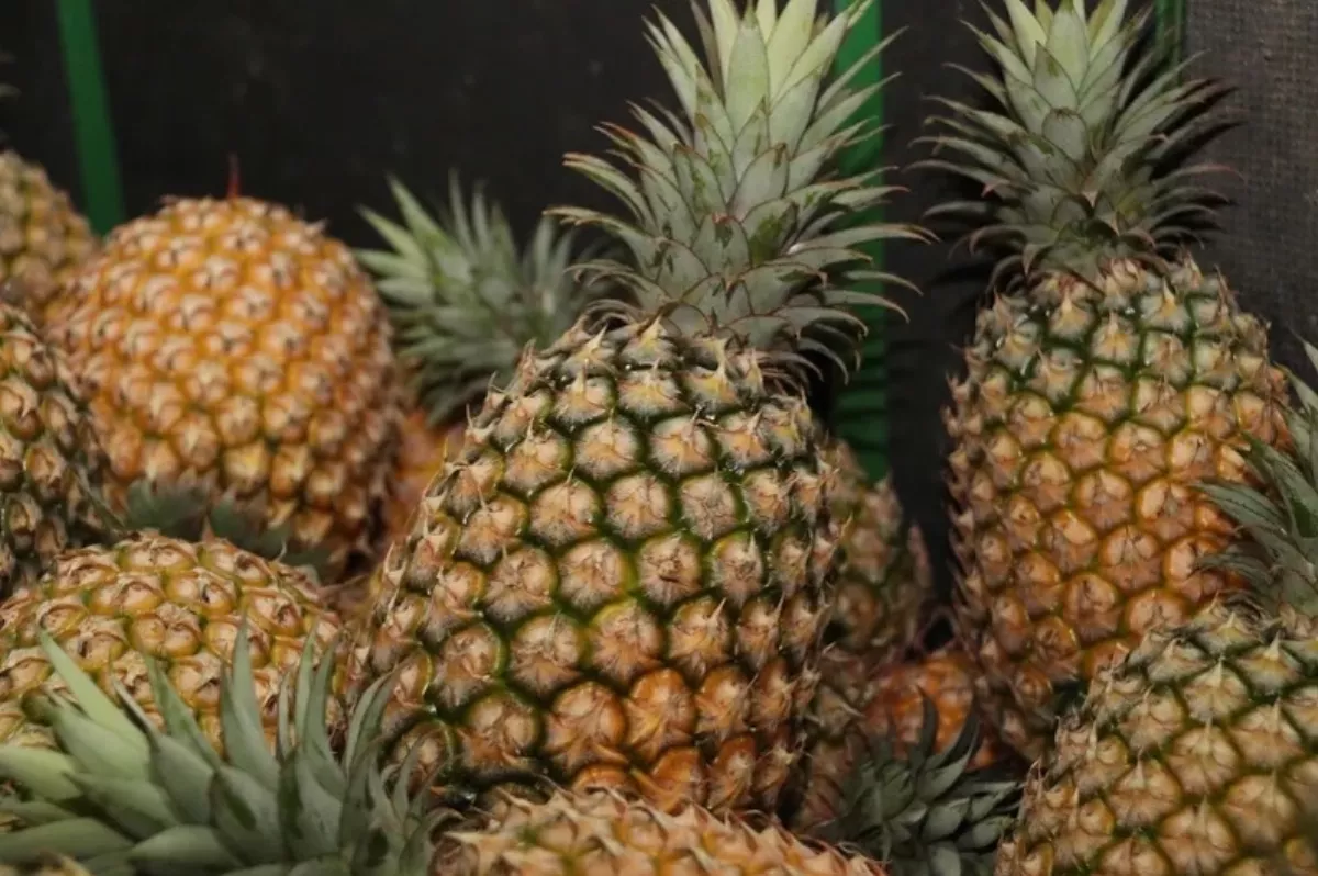 聞「米酵菌酸」色變 農業部：鳳梨、杏鮑菇、木耳從未驗出