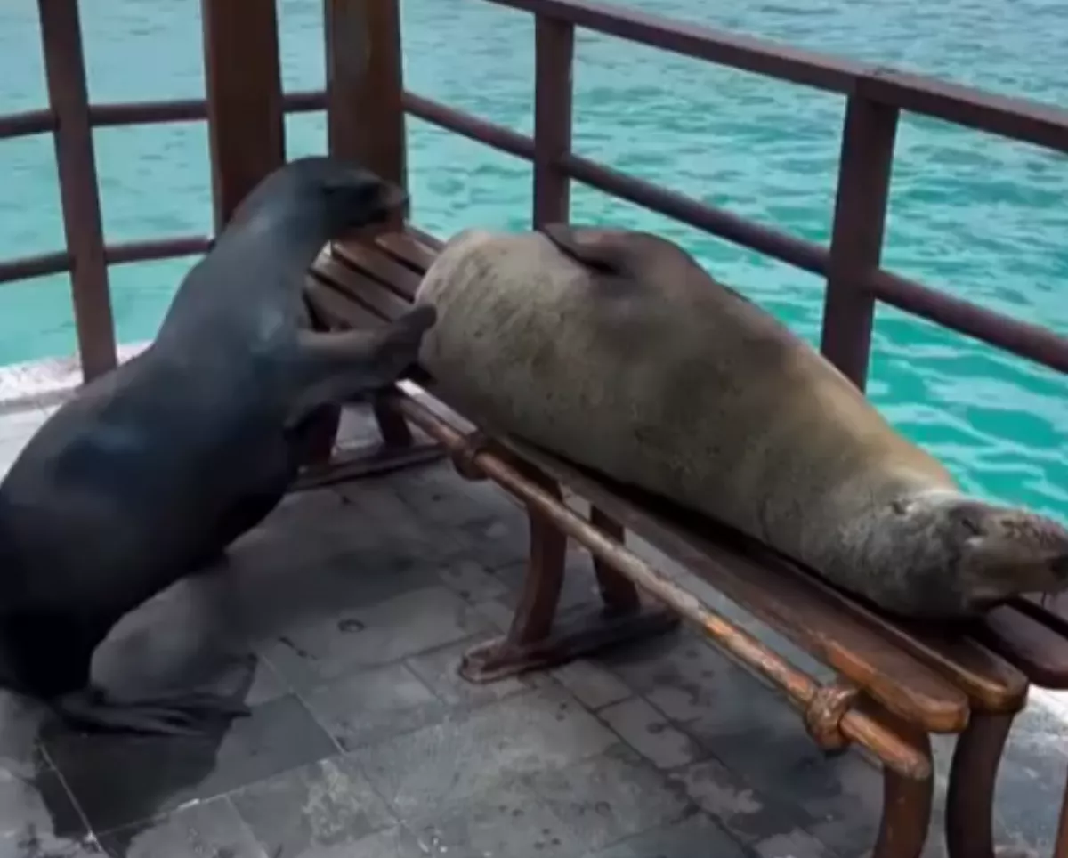 港邊長椅變海獅床鋪    小海獅來晚沒得躺