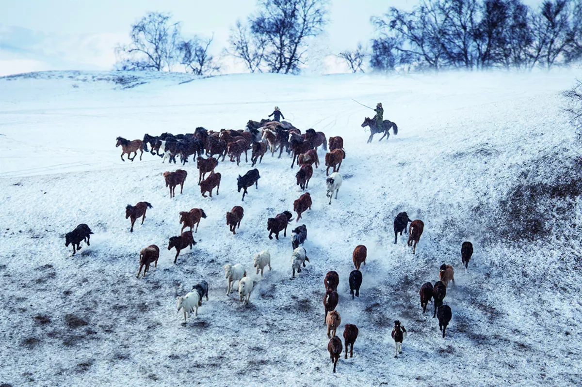 【詩】雪地牧馬照    