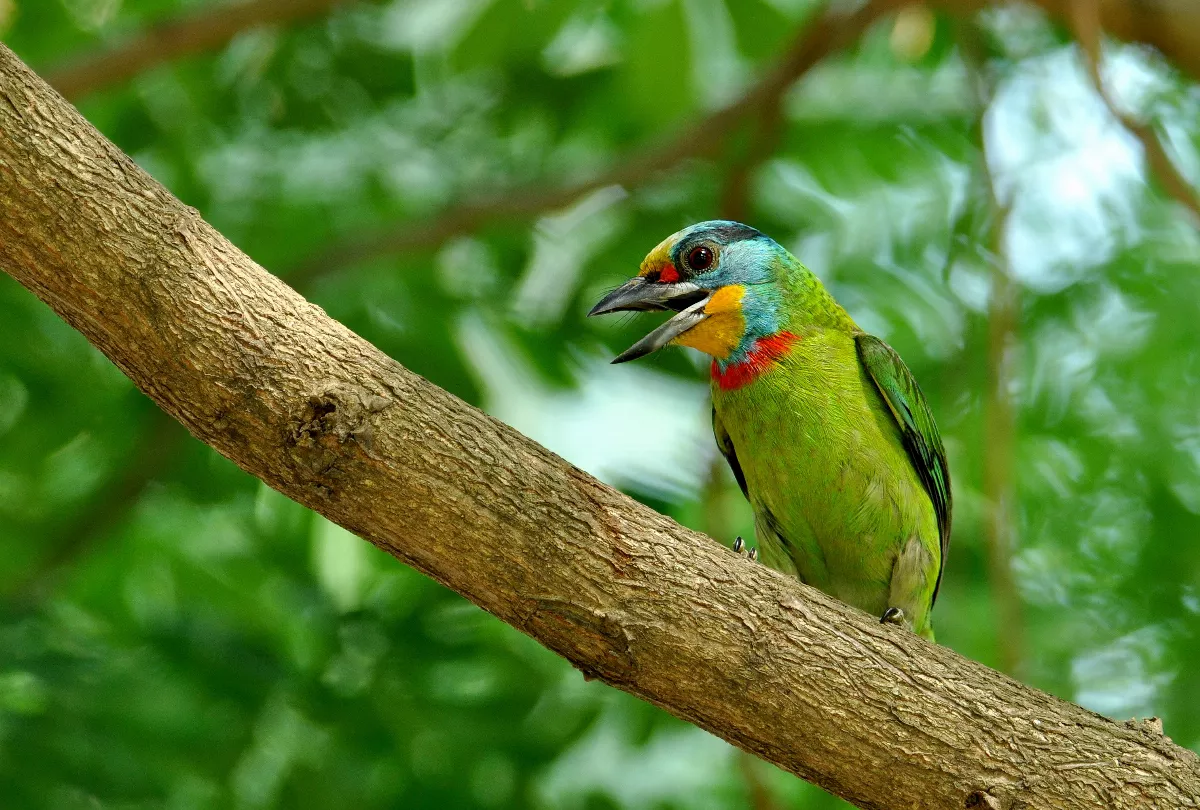 隱身於都市的祕境　洲仔溼地五色鳥繽紛現蹤