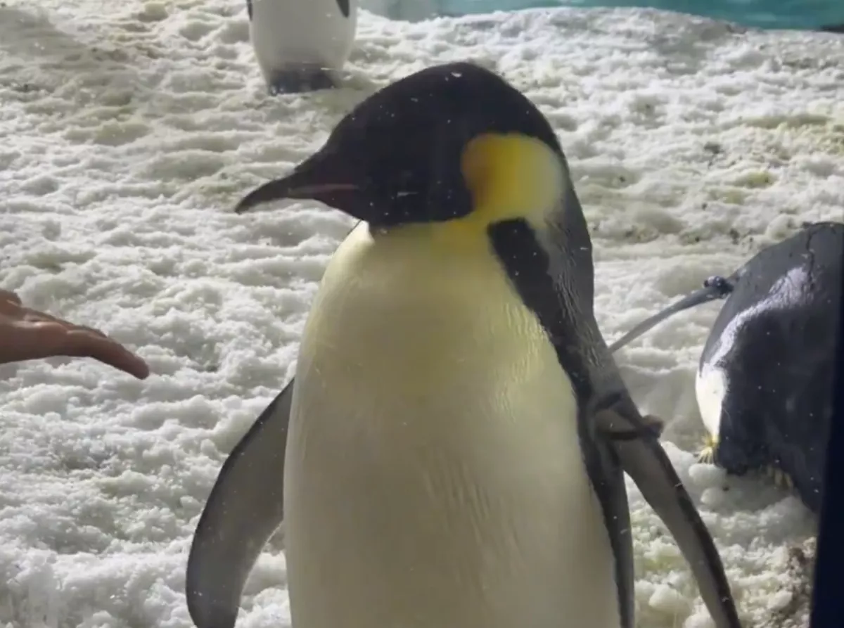 我很忙很累   遊客伸手和企鵝互動牠直搖頭