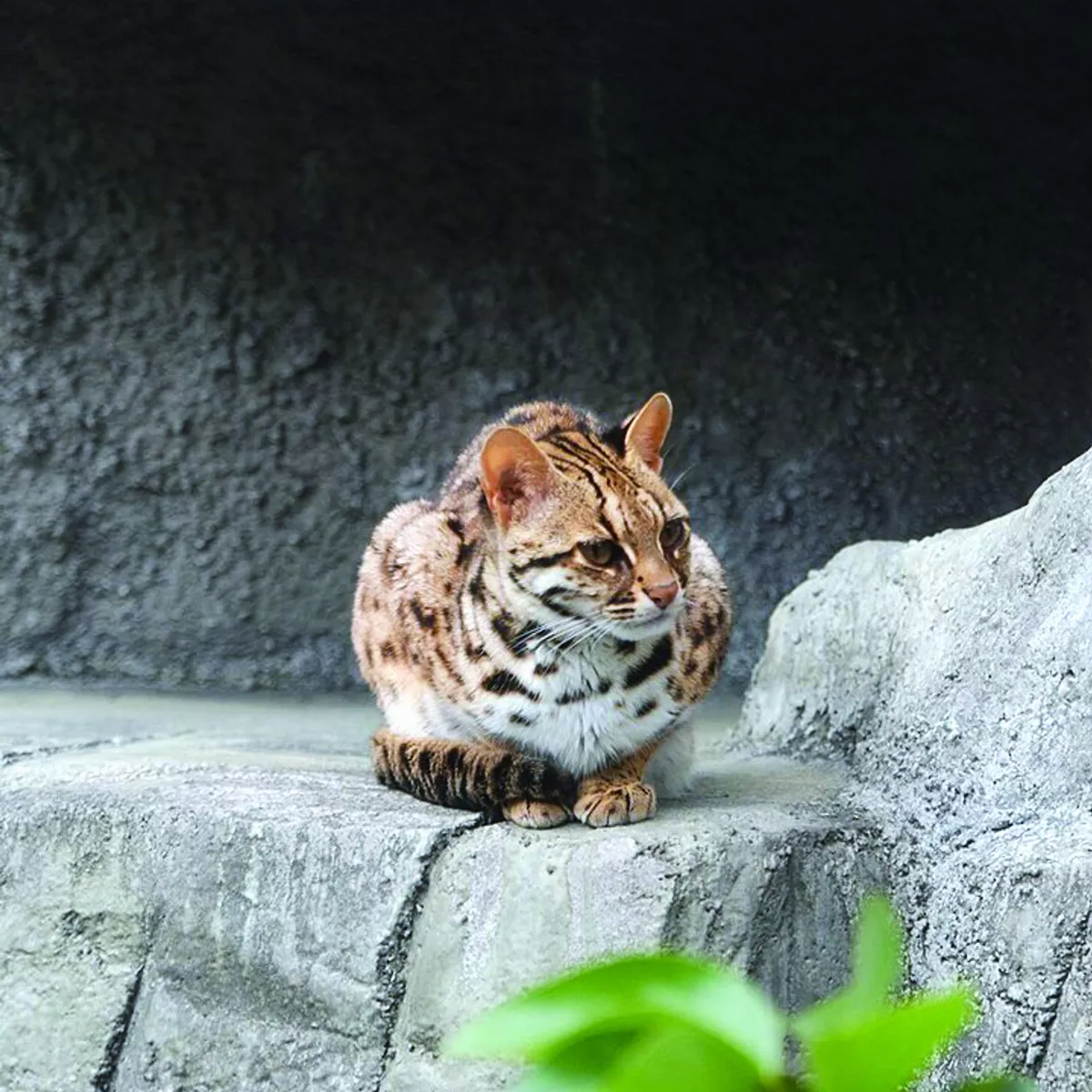 野生動物 快速消失中