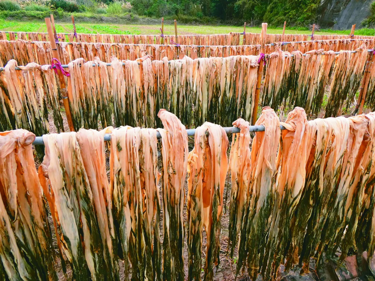【珍惜物資】晒福菜 惜福氣