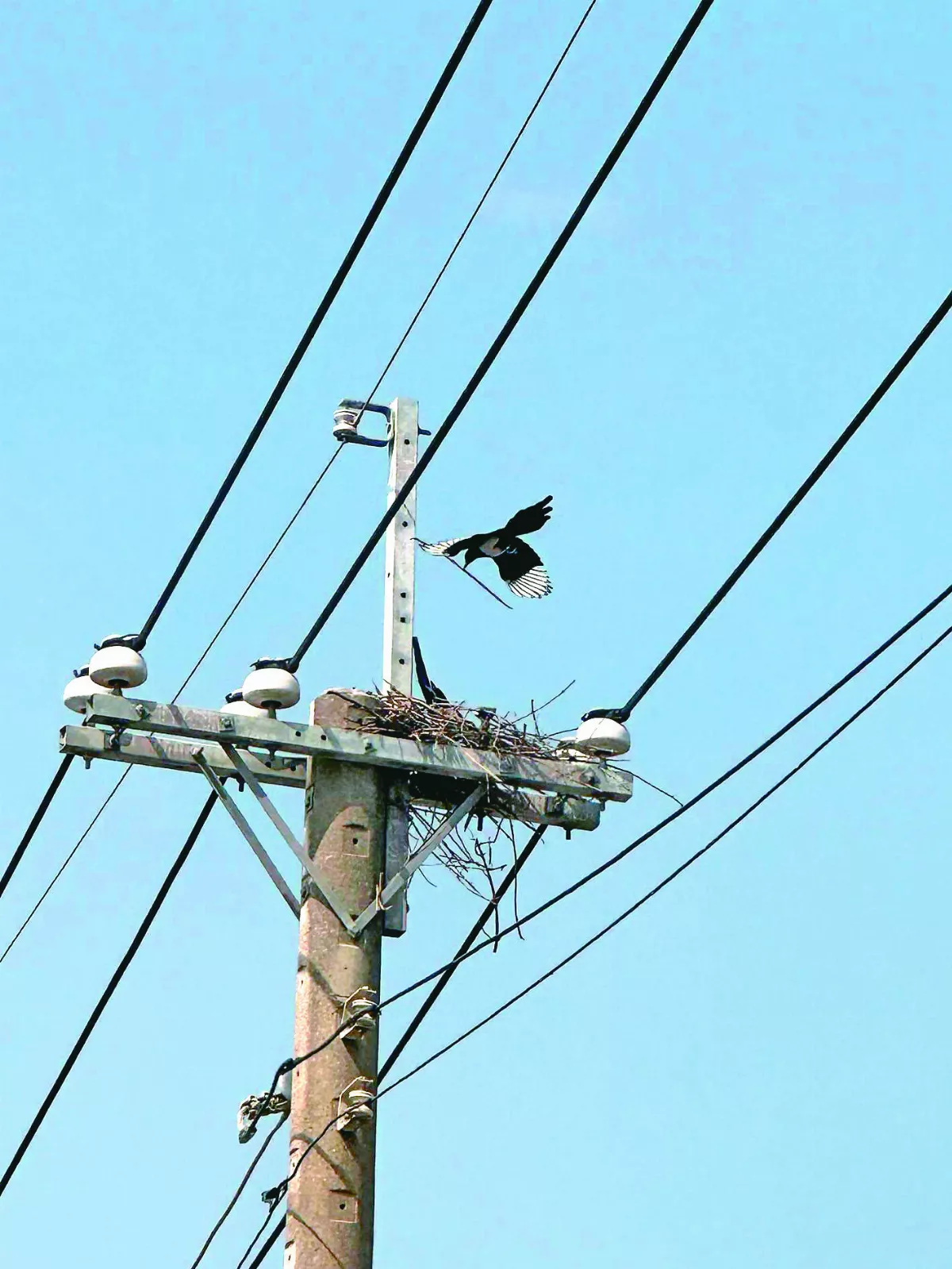 不屈不撓 喜鵲同支電桿築巢41次
