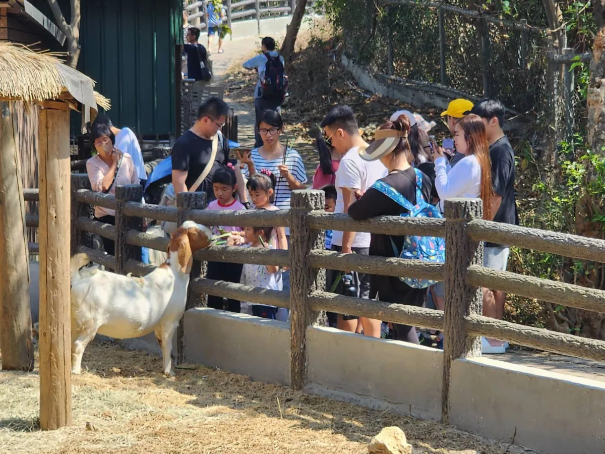 暢遊壽山　小朋友樂在餵養可愛動物
