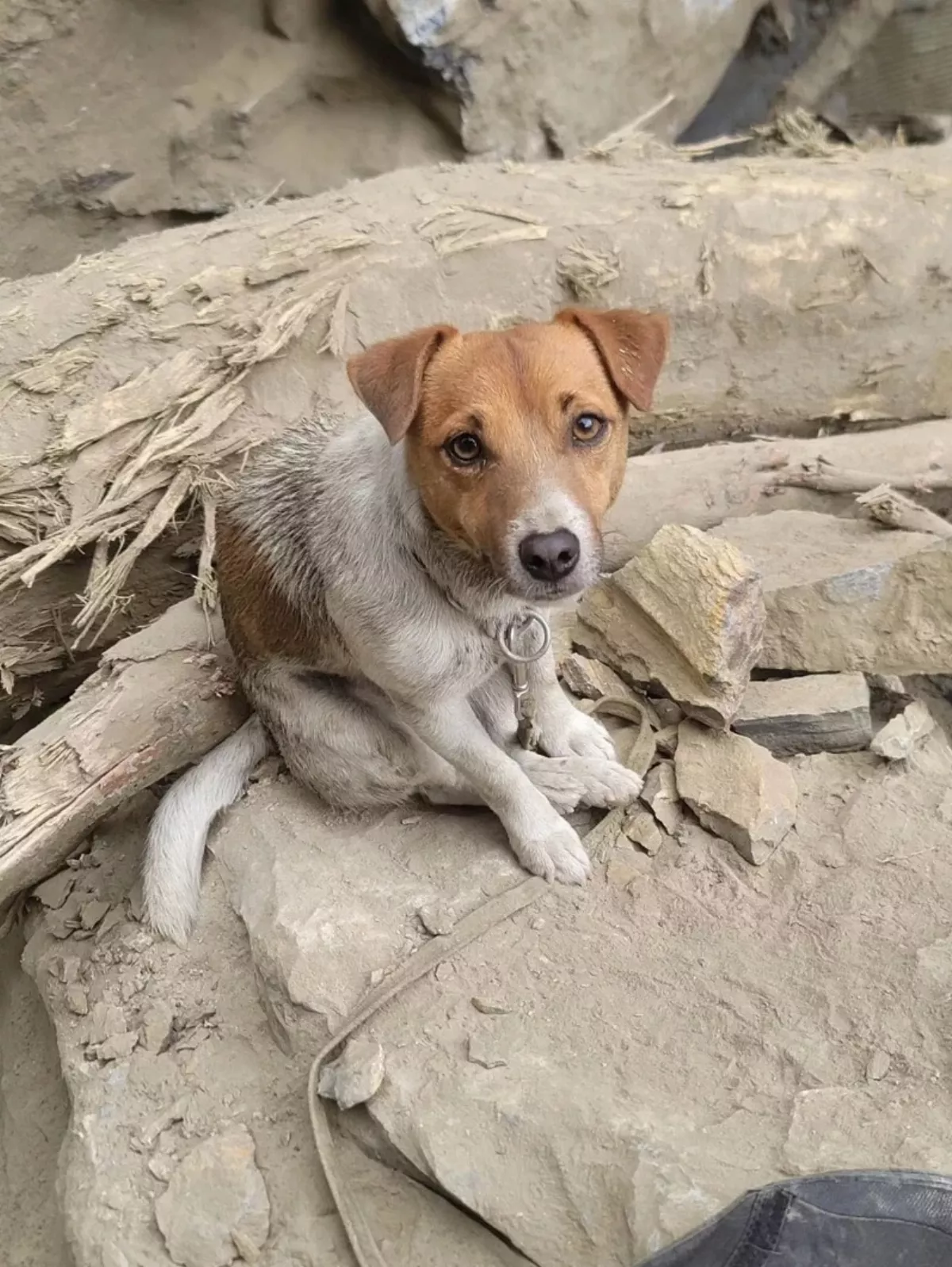 花蓮汪汪隊成軍3年首出勤  搜救犬穿梭石堆尋獲2罹難者