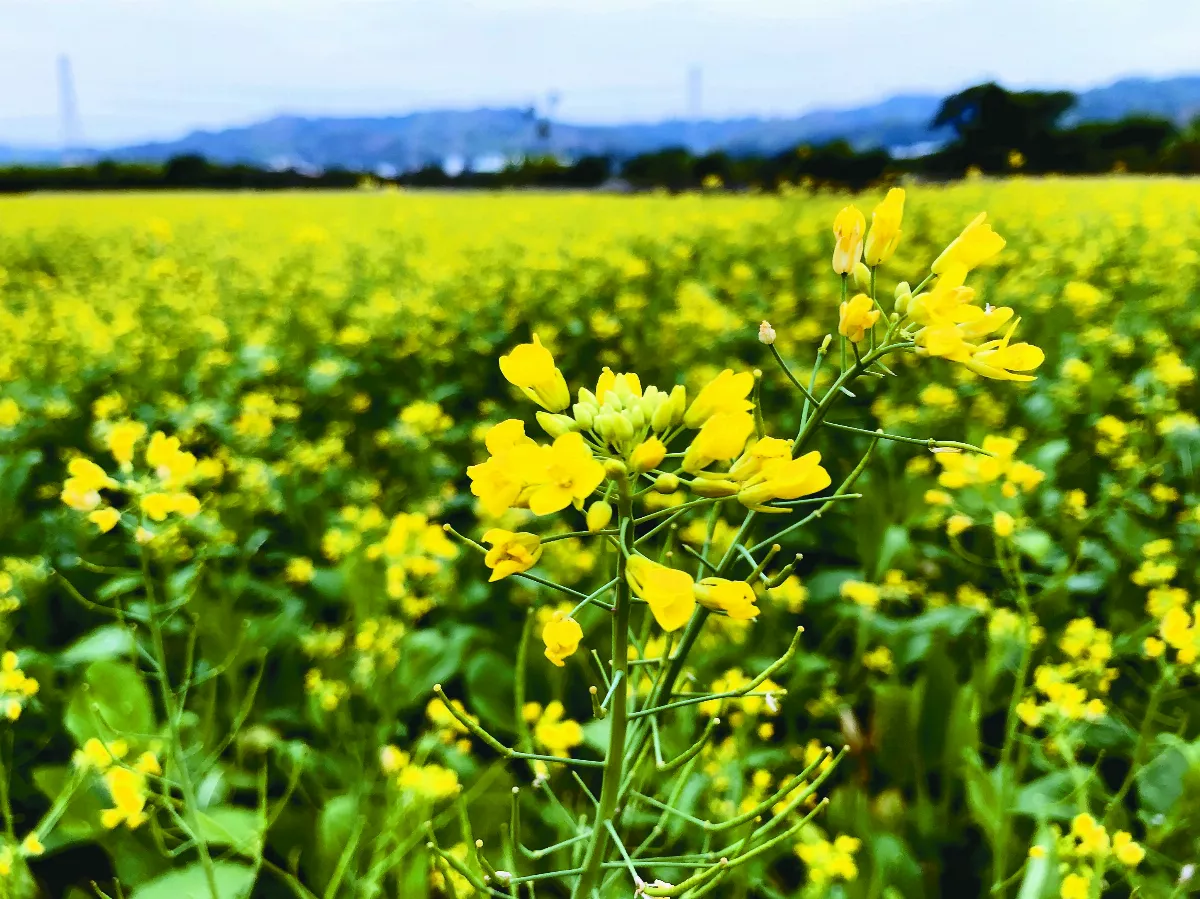 【逸饗蔬食】春有白花好食
