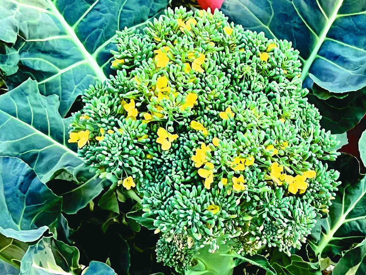 【逸饗蔬食】春有白花好食