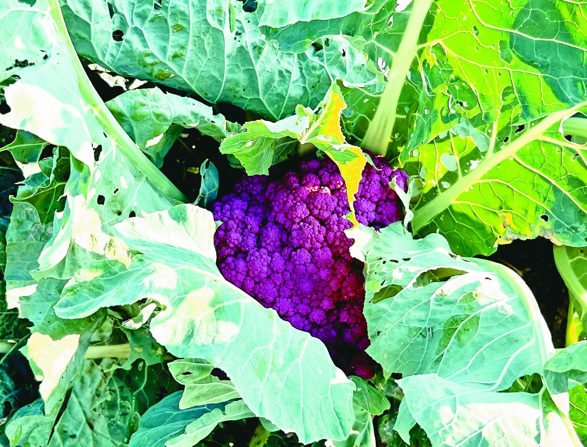 【逸饗蔬食】春有白花好食