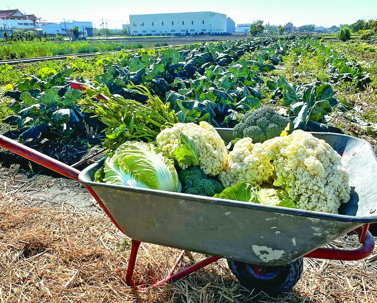 【逸饗蔬食】春有白花好食