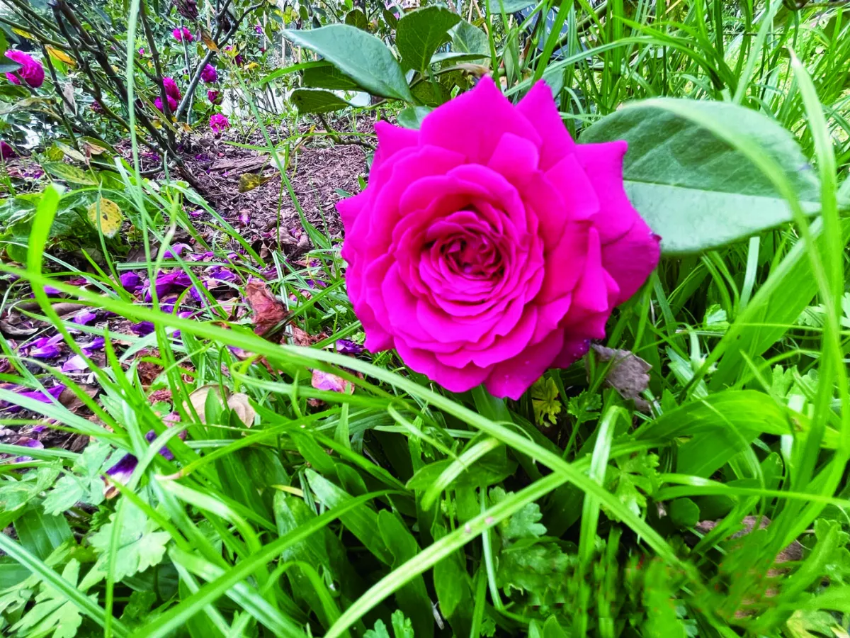 【春在人間】 玫瑰的名字