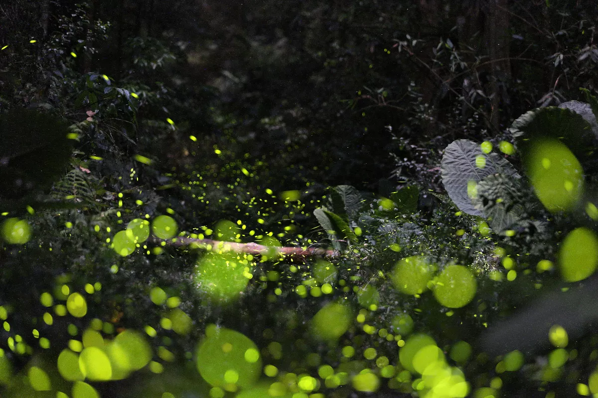 日月潭螢火蟲較往年提前現身 專業導覽7大祕境