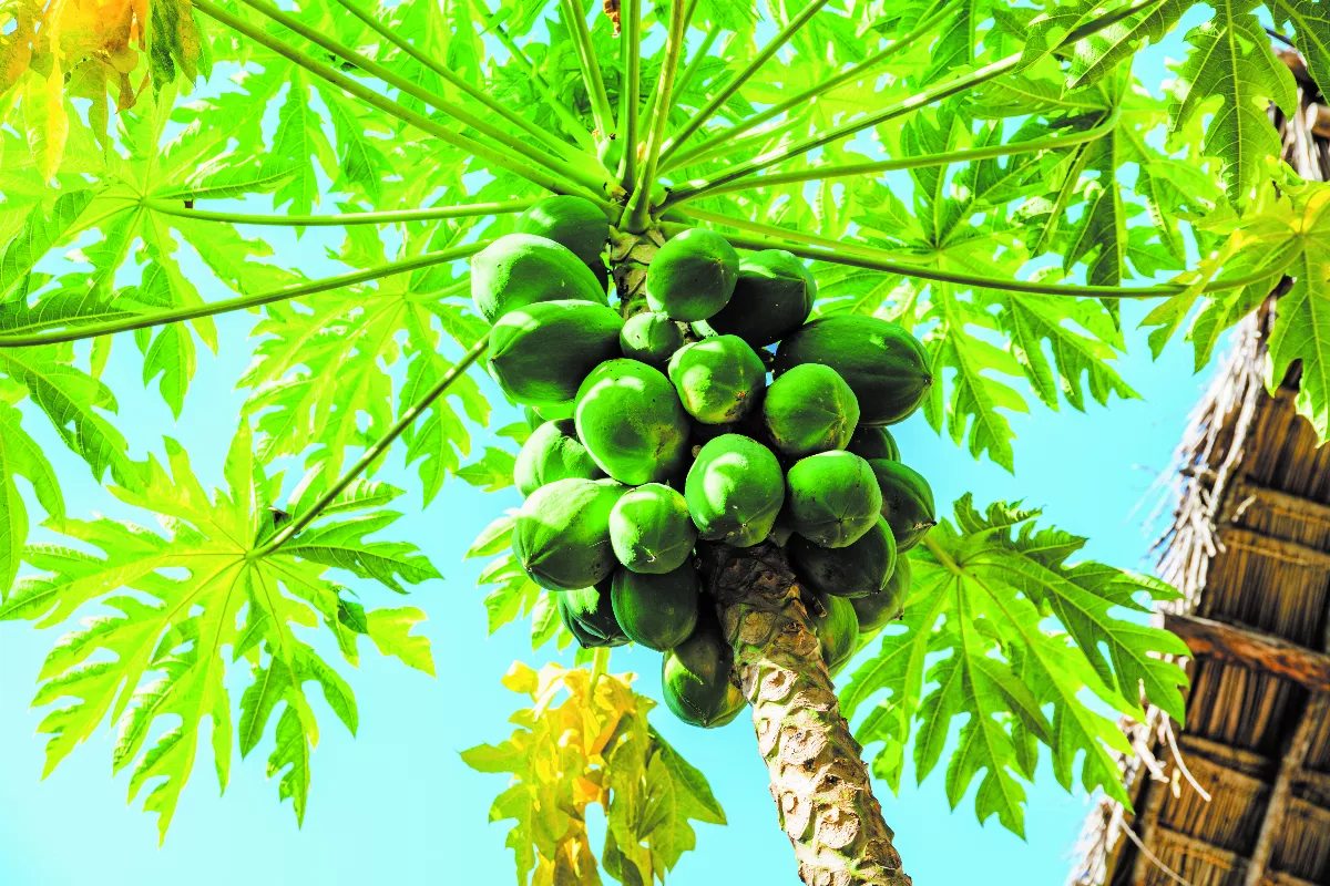 【茄紅蔬果】養生木瓜萬壽果