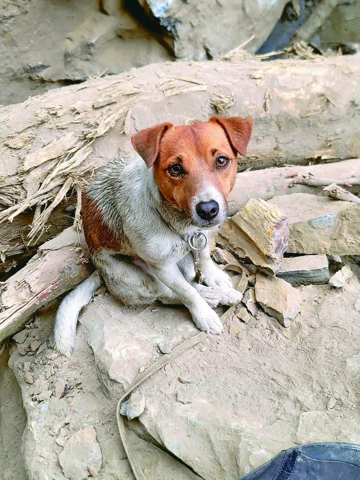 強震鑽巨石尋人 搜救犬立功