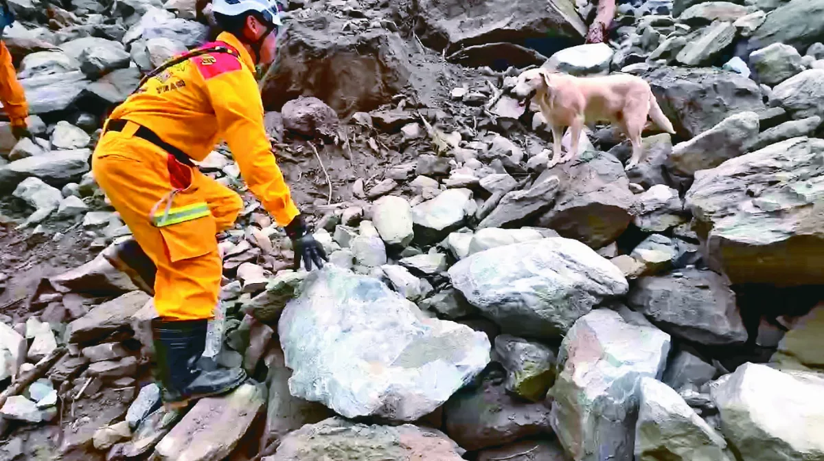 強震鑽巨石尋人 搜救犬立功