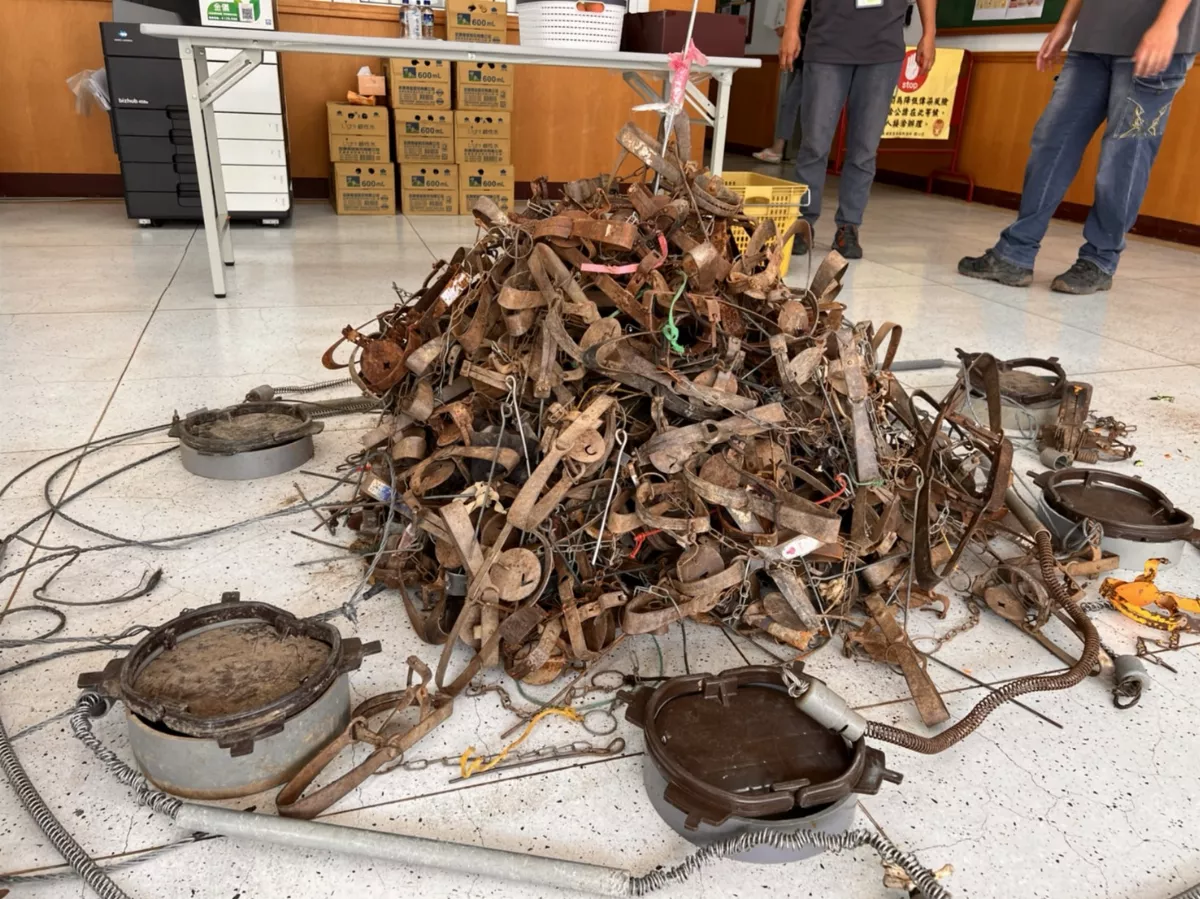 野保法修法僅全面禁獸鋏 動保團體籲包含山豬吊等獵具